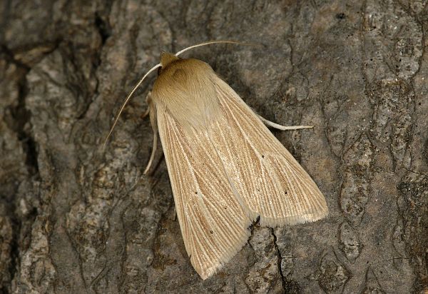 Mythimna impura StumpfflügelGraseule